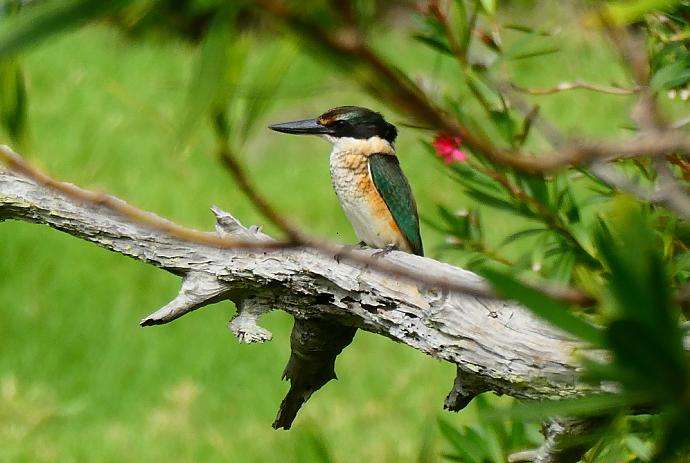 A friendly kookaburra - by now we'd learnt how to get the focus right